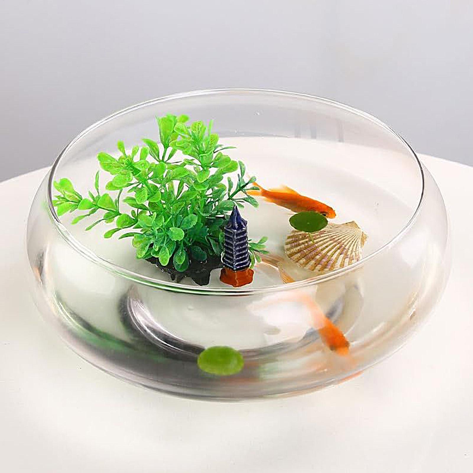 Planted Aquarium For Goldfish - Vaso in vetro per pesci, grande,