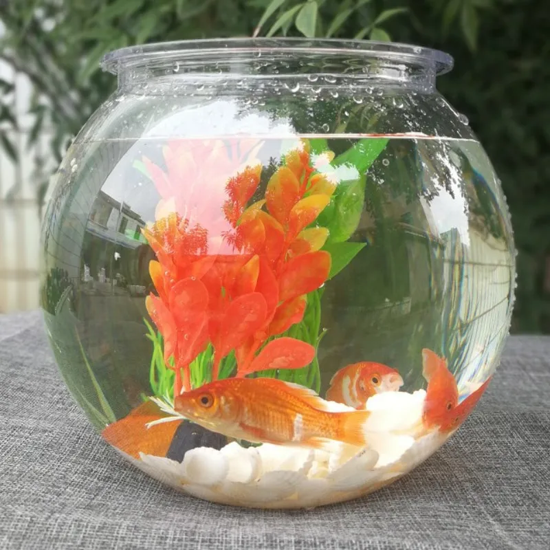 Pesci rossi ciotola desktop di - Planted Aquarium For Goldfish recensione e prezzo