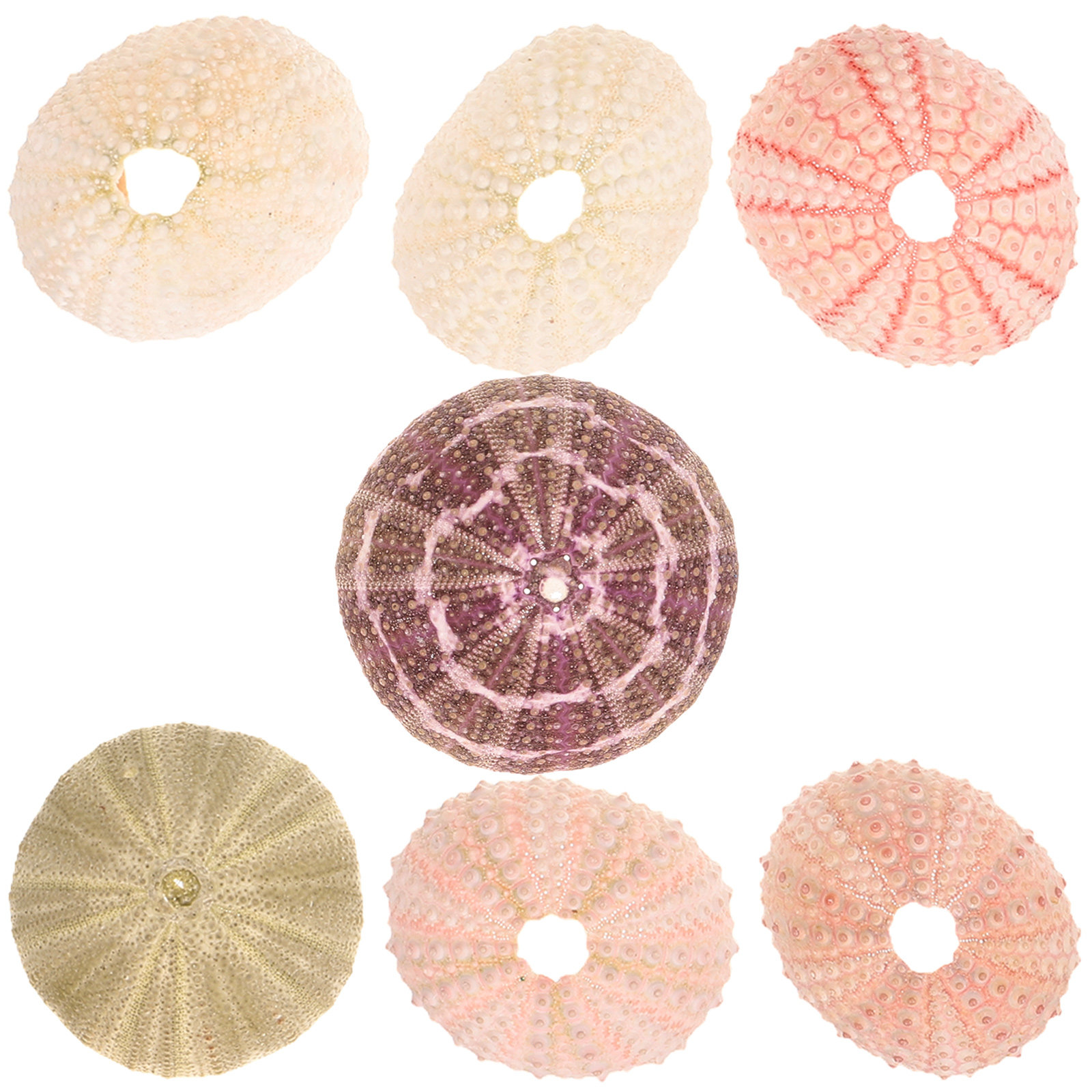 7 pezzi di conchiglie di ricci - Aquarium Plant Display recensione e prezzo