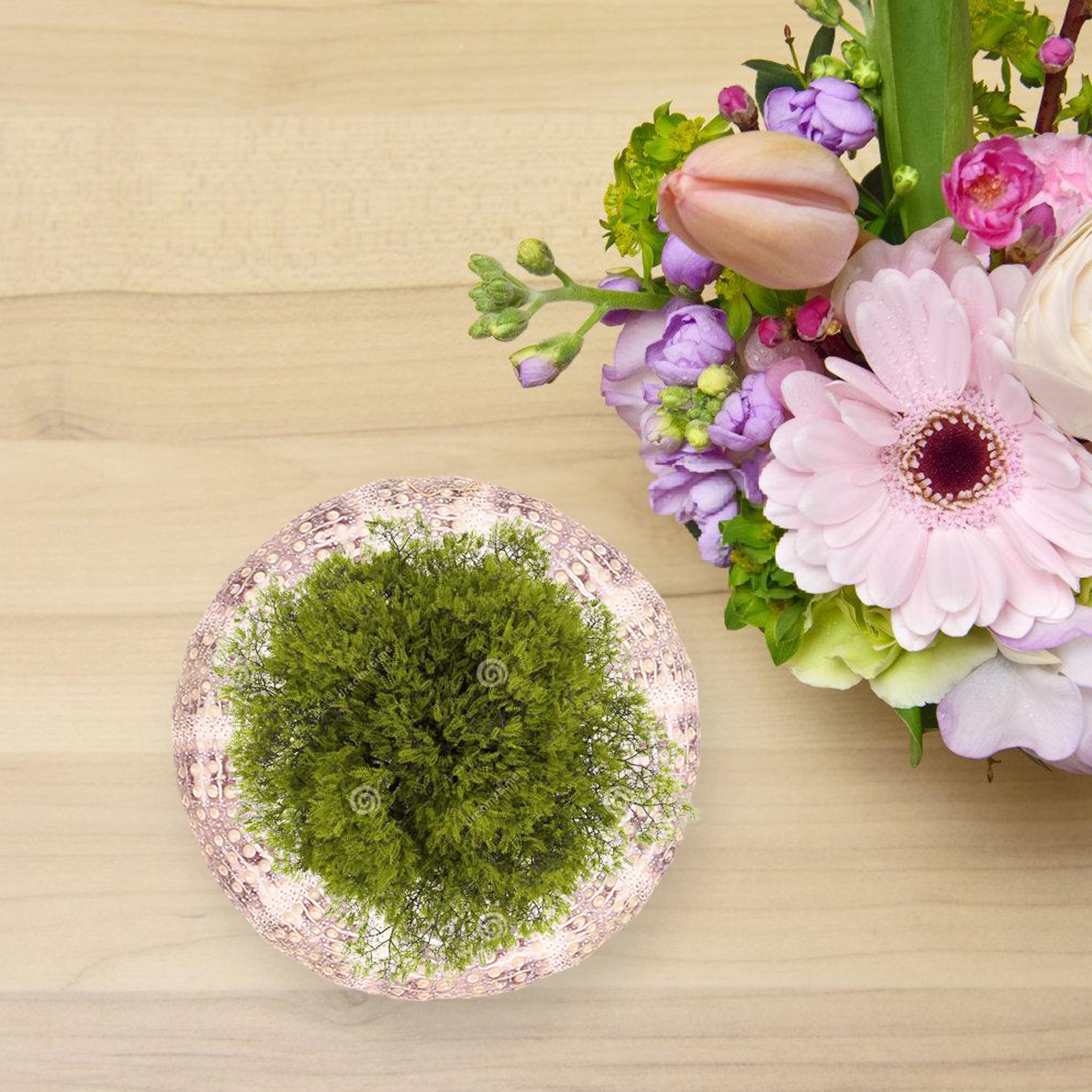 7 pezzi di conchiglie di ricci - Aquarium Plant Display recensione e prezzo