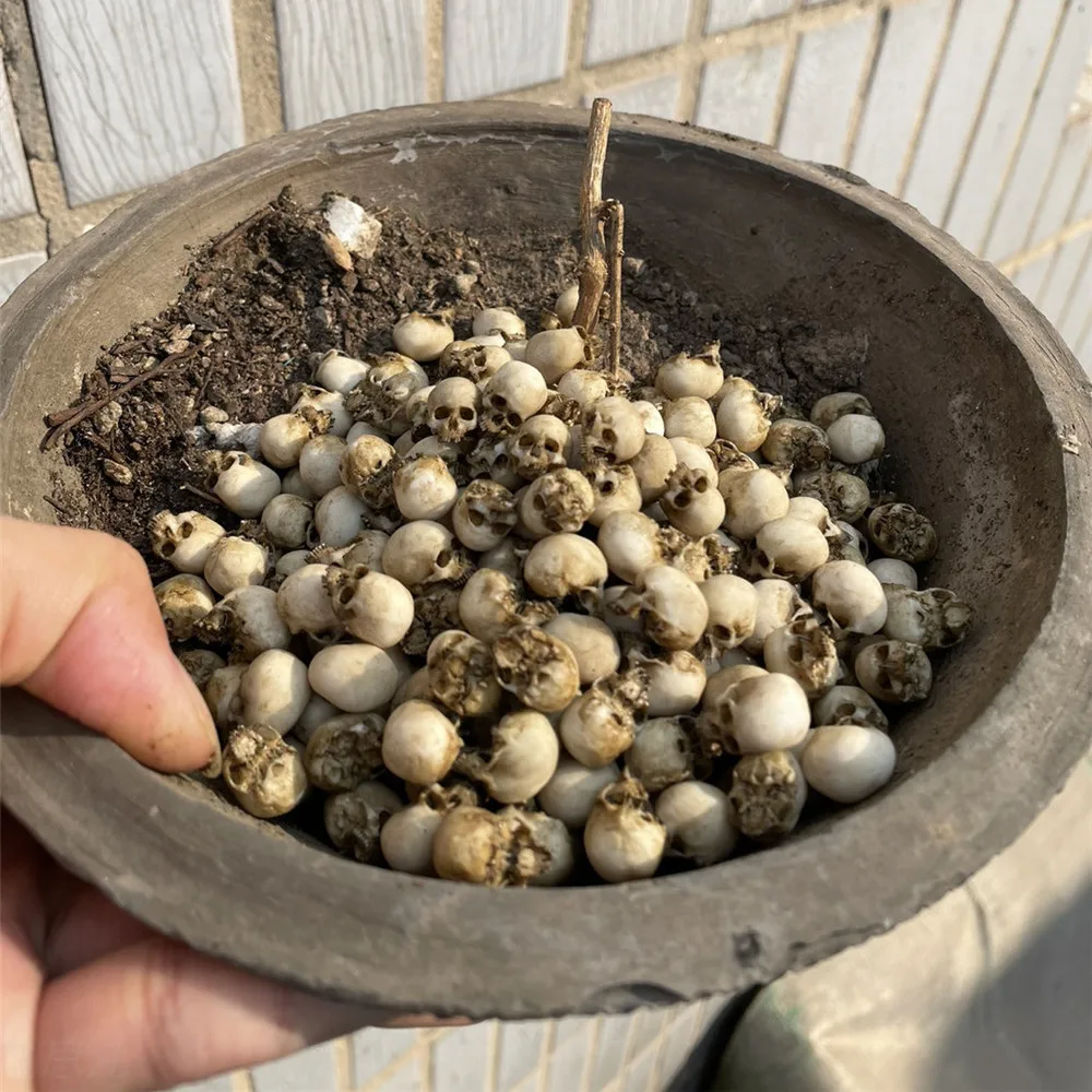 Mini teschio modello in miniat - Aquarium Plant Display recensione e prezzo