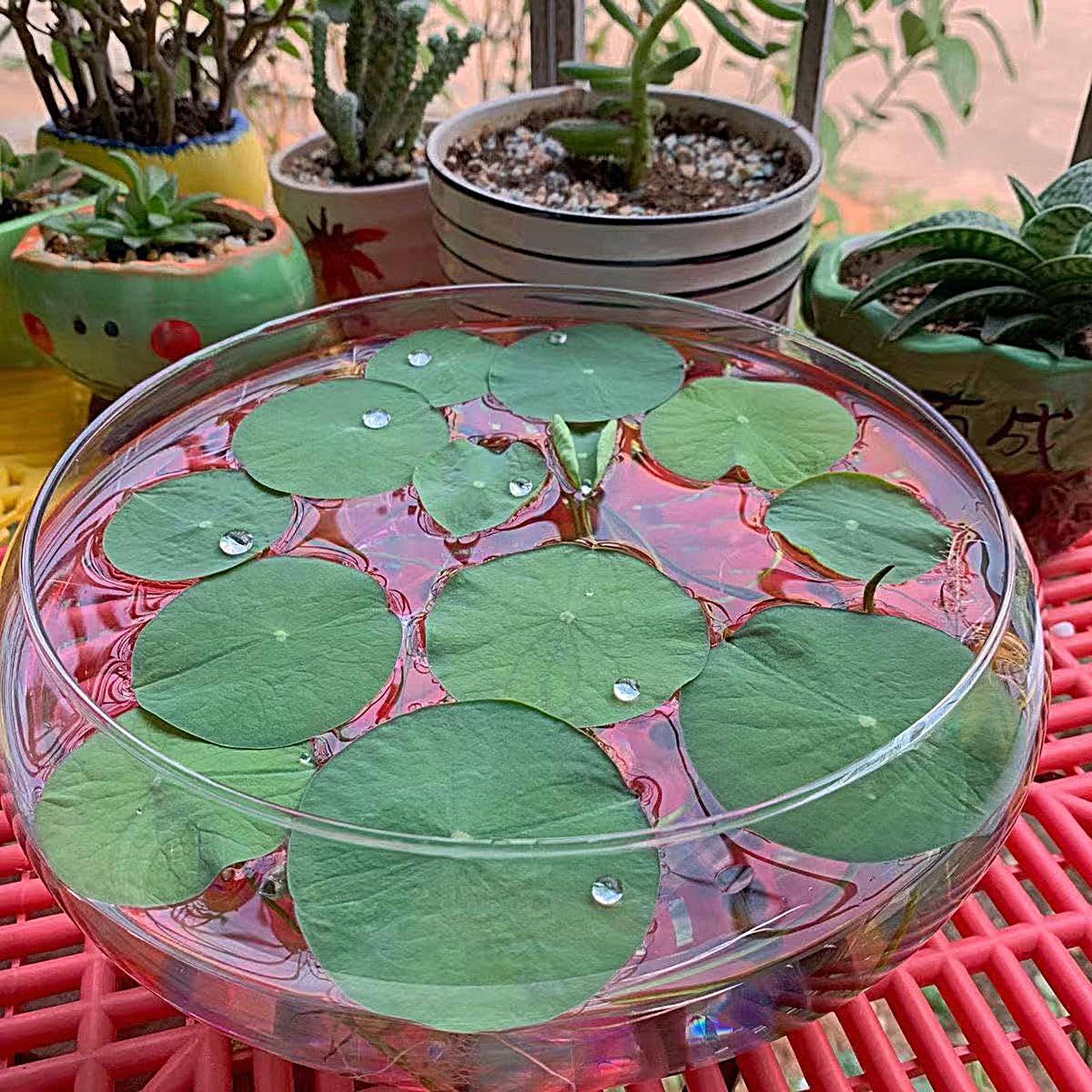 Vaso in vetro per pesci, grand - Planted Aquarium For Goldfish recensione e prezzo
