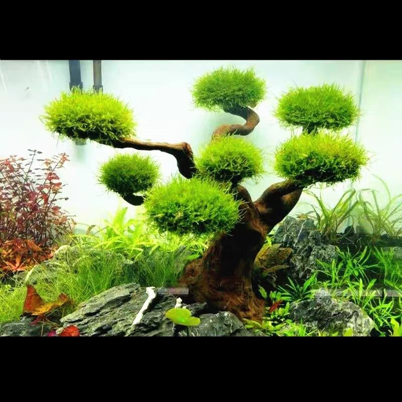 Decorazione dell'acquario Musc - Aquarium Plant Root Tabs recensione e prezzo
