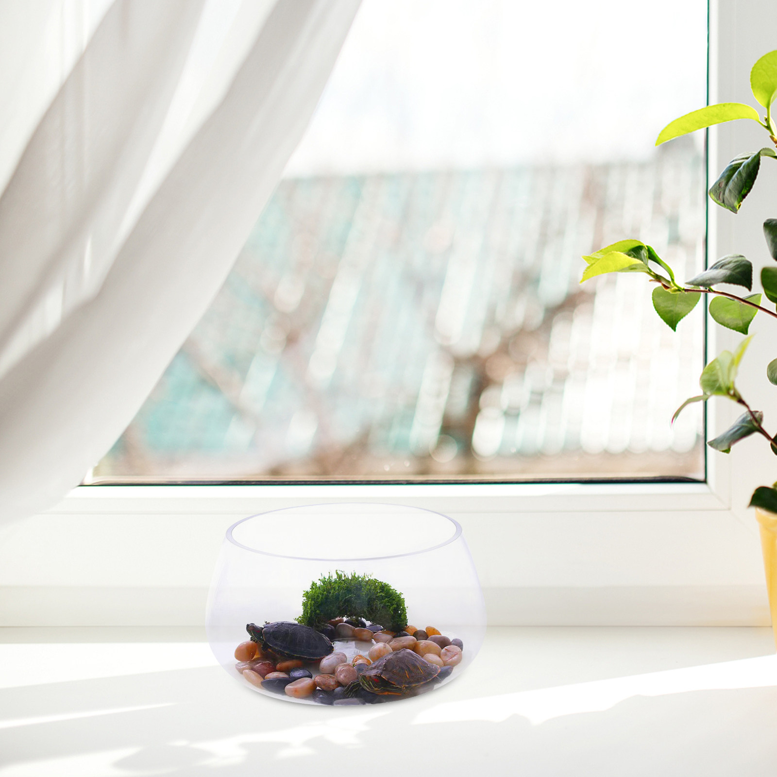 Vaso rotondo in vetro traspare - Planted Aquarium For Goldfish recensione e prezzo